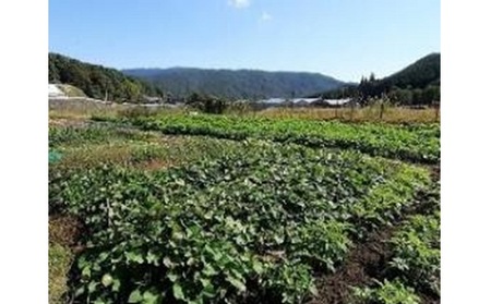 旬の野菜【L】セット【配達不可：北海道・沖縄・離島】