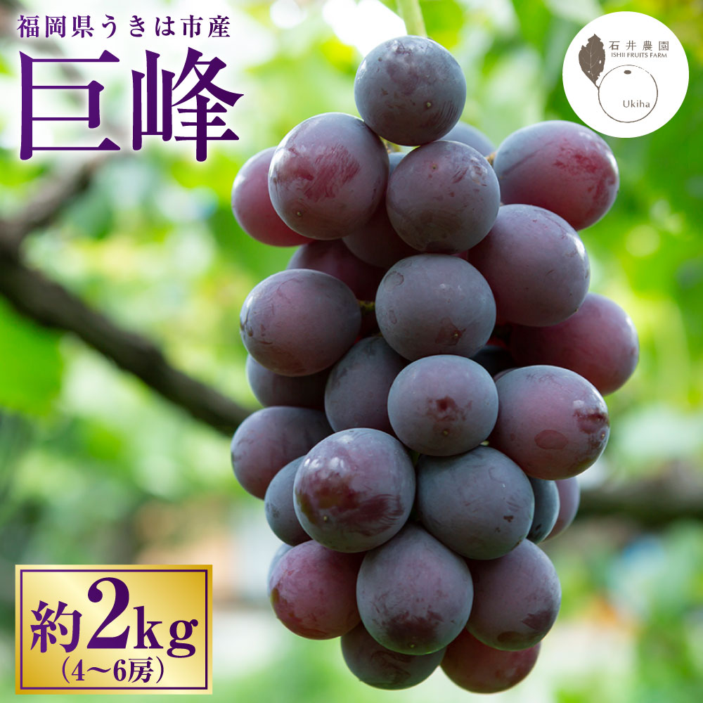 【ふるさと納税】【先行予約】石井農園 巨峰 4房から6房 （約2kg） 【2026年8月下旬～9月上旬より順次発送予定】 巨峰 ぶどう ブドウ 葡萄 フルーツ 果物 果実 冷蔵 送料無料 福岡県 うきは市