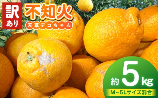 S153-002_家庭用 数量限定 不知火 約5kg デコポン 同一品種 完熟 農家直送 天草産 柑橘 旬 果物 フルーツ 果樹園 しばた農園 サイズ 5L～M 混合品 デザート スイーツ 国産 熊本