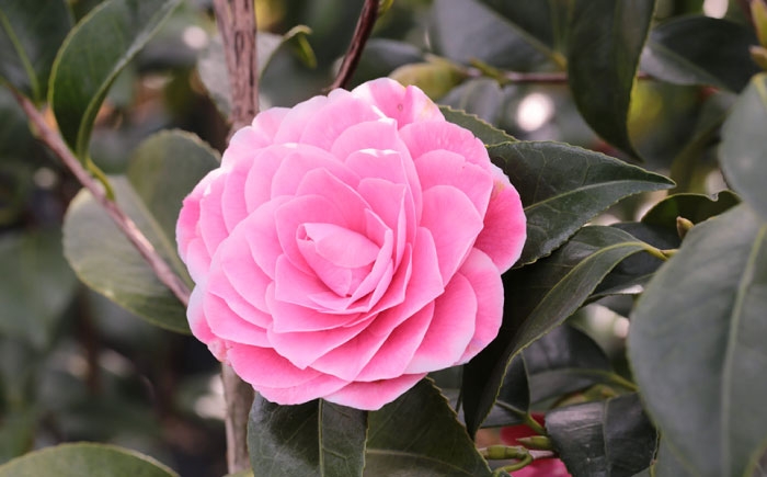 濃桃色に白覆輪！洋花のように華やかな人気椿「まほろば」