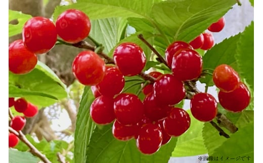 【期間限定発送】 さくらんぼ 高畠町産 紅王 特秀 3L 以上 500g [JA山形おきたま 山形県 高畠町 tk06ays870018] サクランボ チェリー 山形 果物 フルーツ くだもの