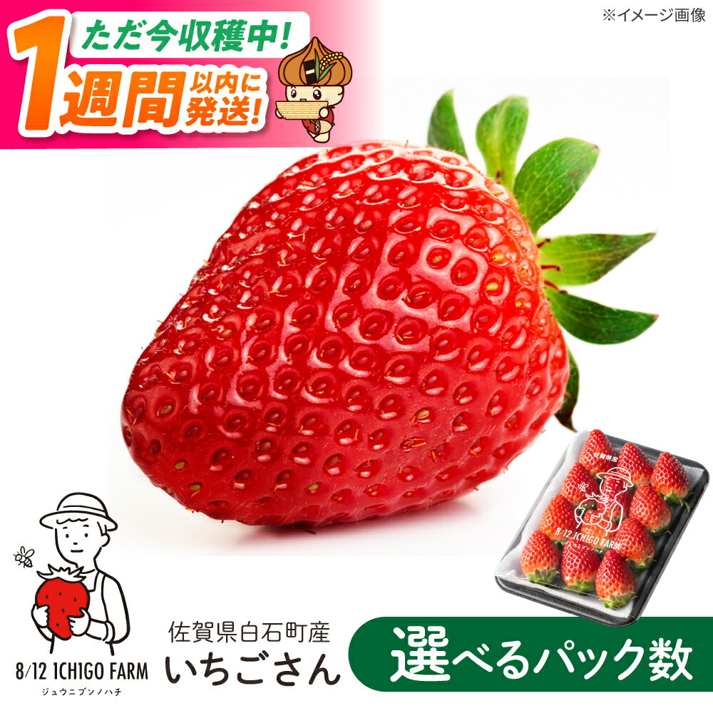 【ふるさと納税】【スピード発送】いちごさん 〈選べる容量〉 2パック or 4パック or 6パック【8/12ICHIGOFARM】 佐賀県 白石 [IBR002]