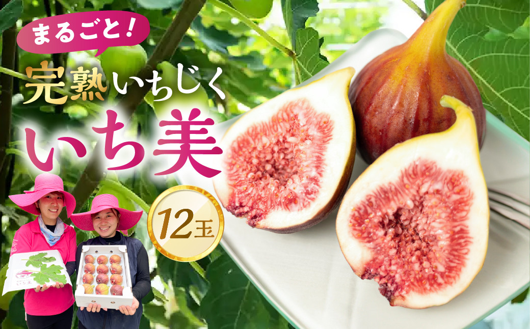 
            完熟いちじく 12玉 セット 《 いち美  》 イチジク 無花果 果物 国産 フルーツ 旬 デザート おやつ スイーツ ジャム 贈答 ギフト 冷蔵 渥美半島 愛知県 田原市 13000円 いちじく 無花果 先行予約 イチジク 贈答 プレゼント 贈り物 ご贈答 贈答用 選べる 朝 フルーツ 果物 くだもの ふるーつ ギフト 6月 7月 8月 9月 夏 夏季 期間限定 季節限定 先行予約 完熟 
          