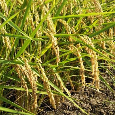 ふるさと納税 香取市 千葉県産 ちばエコ米コシヒカリ5kg×2袋 |  | 02