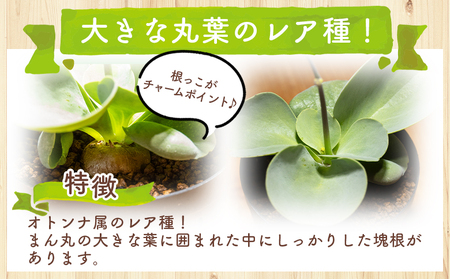塊根植物 パベルカエ オトンナ 塊根植物 cc-0021