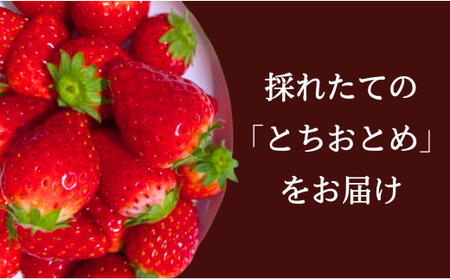 先行予約 いちご とちおとめ 1箱 （約400g） 林いちご園 銚子産 苺 いちご イチゴ ビタミンC 葉酸 食物繊維 朝採れ デザート ミルフィーユ フルーツ ヨーグルト スムージー 千葉県 銚子市