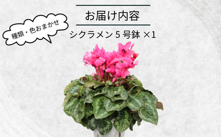 シクラメン 5号鉢 × 1株 花 鉢植え シクラメン 木村園芸