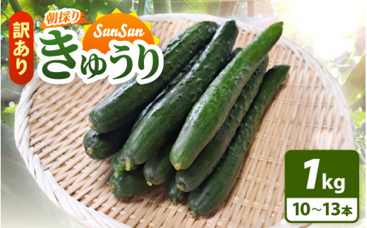 【先行予約】【訳あり】数量・期間限定 太陽の光をサンサンと浴びた「SunSun きゅうり」 1kg以上【2026年7月上旬以降順次発送】【産地直送 露地栽培 送料無料 サラダ 漬物 野菜 やさい 旬 新鮮 サラダ キュウリ 胡瓜】 [e35-a055]