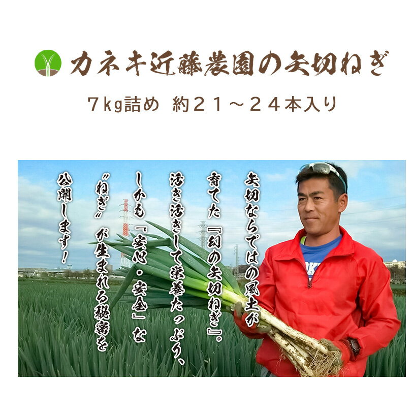 【ふるさと納税】矢切ネギ 甘い 極太 7kg 先行予約 2026年1月2月発送 カネキ近藤農園 松戸市