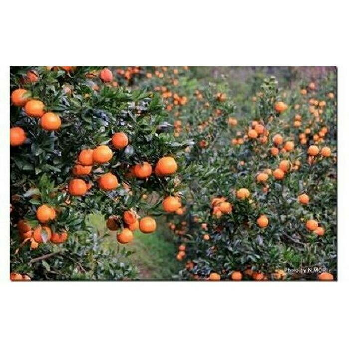 【ふるさと納税】【2026年発送 先行予約】武富農園の奄美たんかん 約6kg（3kg×2箱） | 果物 フルーツ 先行予約 数量限定 送料無料 奄美 奄美大島 瀬戸内町 鹿児島 鹿児島県 九州 お取り寄せ おすすめ