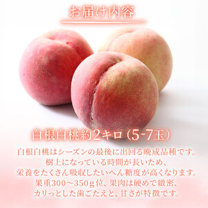 白桃 約2kg（5～7玉） 果物 もも モモ 白桃 甘い フルーツ 白根白桃 髙橋農園 新潟県 新発田市 takahashi002