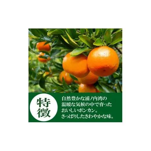 【数量限定】1月から発送開始 訳あり ポンカン 5kg 産地直送 季節限定 高知県産　