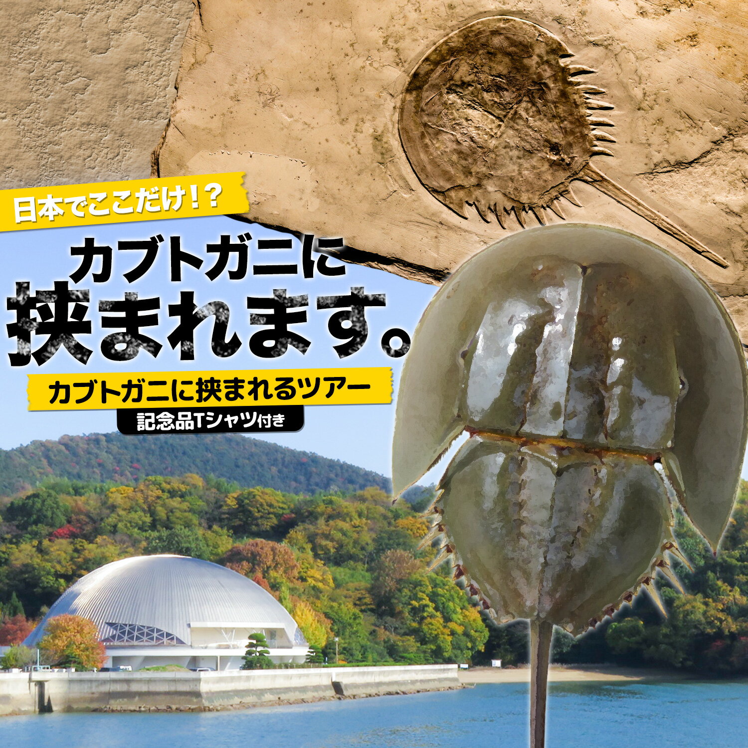 【ふるさと納税】カブトガニに挟まれるツアー 記念品Tシャツ付き 選べる人数 1名 2名 3名 4名 5名 カブトガニ博物館《寄附お申し込み約1週間後にご連絡差し上げます(土日祝除く)》岡山県 笠岡市 カブトガニ 博物館 チケット ツアー 送料無料