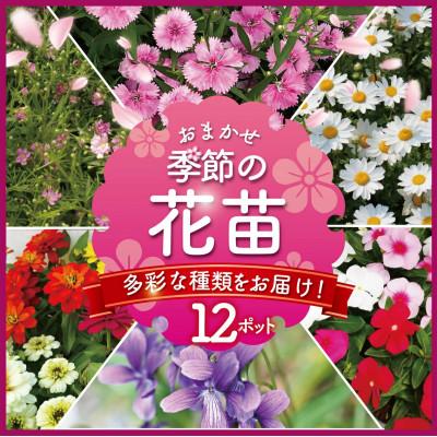 ふるさと納税 藤沢市 【春夏5〜6月下旬発送分】【生産農場直送】季節の花苗 おまかせ 12ポット