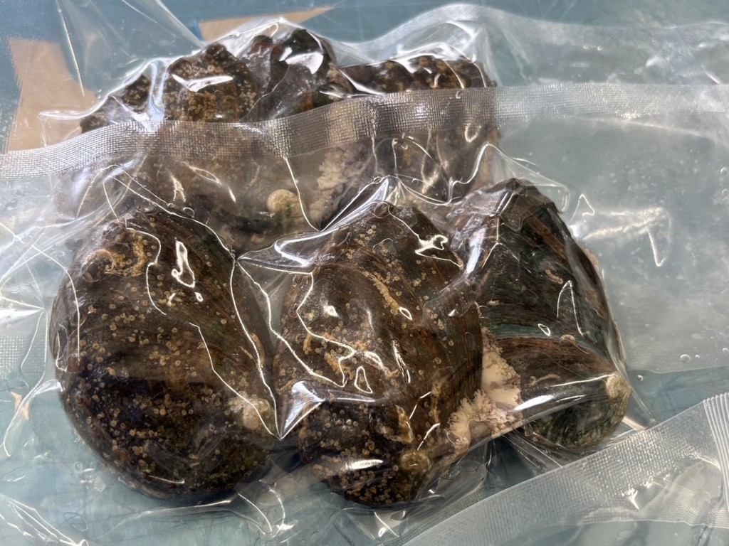 奥尻島産　冷凍養殖アワビLサイズ（3個入り） OKUF018