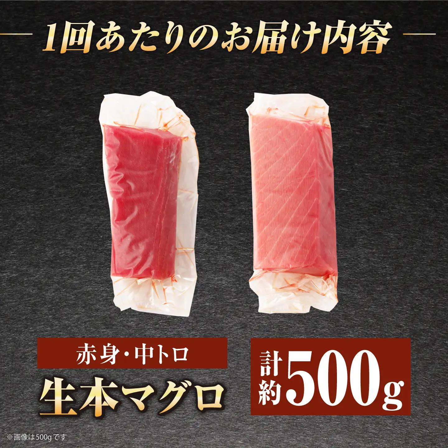 【全12回定期便】五島列島産養殖生本かみマグロ 赤身 中トロ 計約500g[RBP031] 本マグロ 本まぐろ 本鮪 本マグロ 本まぐろ 本鮪 本マグロ 本まぐろ 本鮪九州 長崎