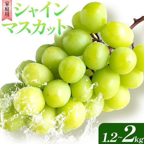 【ふるさと納税】 ご家庭用 シャインマスカット 選べる 内容量 1.2kg 2kg《2025年8月下旬-9月末頃出荷》田尻盛果園 フルーツ 果物 マスカット ぶどう