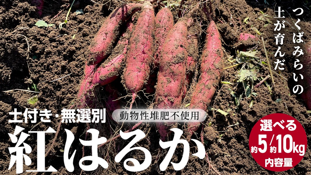 
                  ＼ 選べる内容量 ／茨城県産 紅はるか 約5kg 約10kg 土付き 無選別 熟成 さつまいも 生芋 芋 サツマイモ 甘い 焼き芋 スイートポテト ねっとり つくばみらい市 茨城県産 訳あり
                