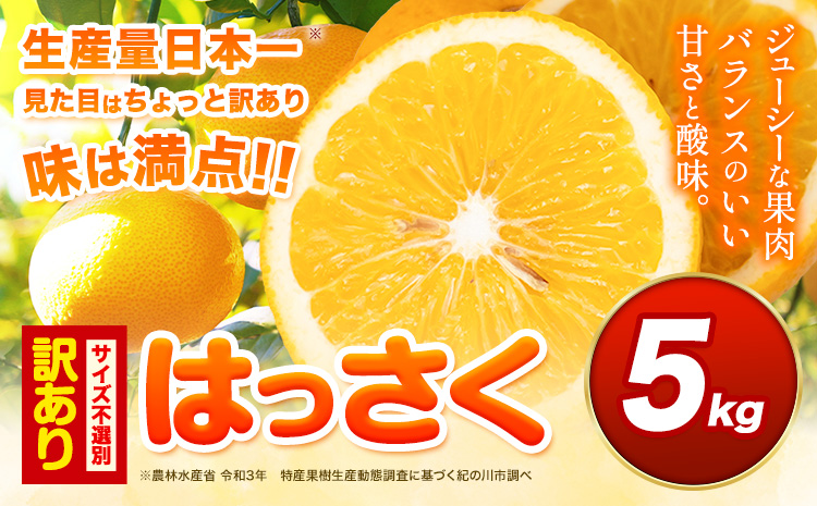 見た目は訳あり中身は変わらぬ美味しさ ご家庭用 はっさく 約5kg (サイズ不選別) 早生･晩生指定不可《2027年2月上旬-3月中旬に出荷予定(土日祝除く)》紀の川市 八朔 柑橘 果物 フルーツ ご