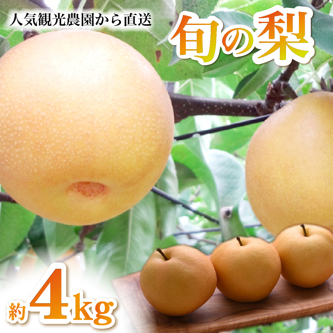 【2026年発送 】旬の梨詰め合わせ 4kg（豊水、新興、新高等）(梨 なし ナシ 秋の味覚 旬の果物 季節のフルーツ 品種名 みずみずしい 果汁たっぷり)