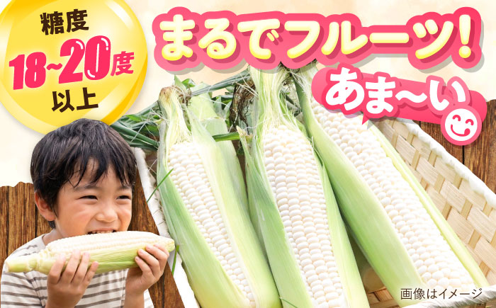 【2026年8月下旬以降順次発送】 とうもろこし 白（白）5kg  |  とうもろこし とうきび トウモロコシ コーン 野菜 やさい 北海道 産地直送 |  道の駅 真狩フラワーセンター [BPAM0