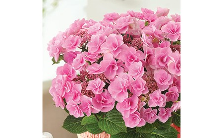 【 オンライン決済限定 】 母の日 アジサイ 鉢植え フェアリーアイ ピンク 5号 2025年5月から順次発送予定  | 