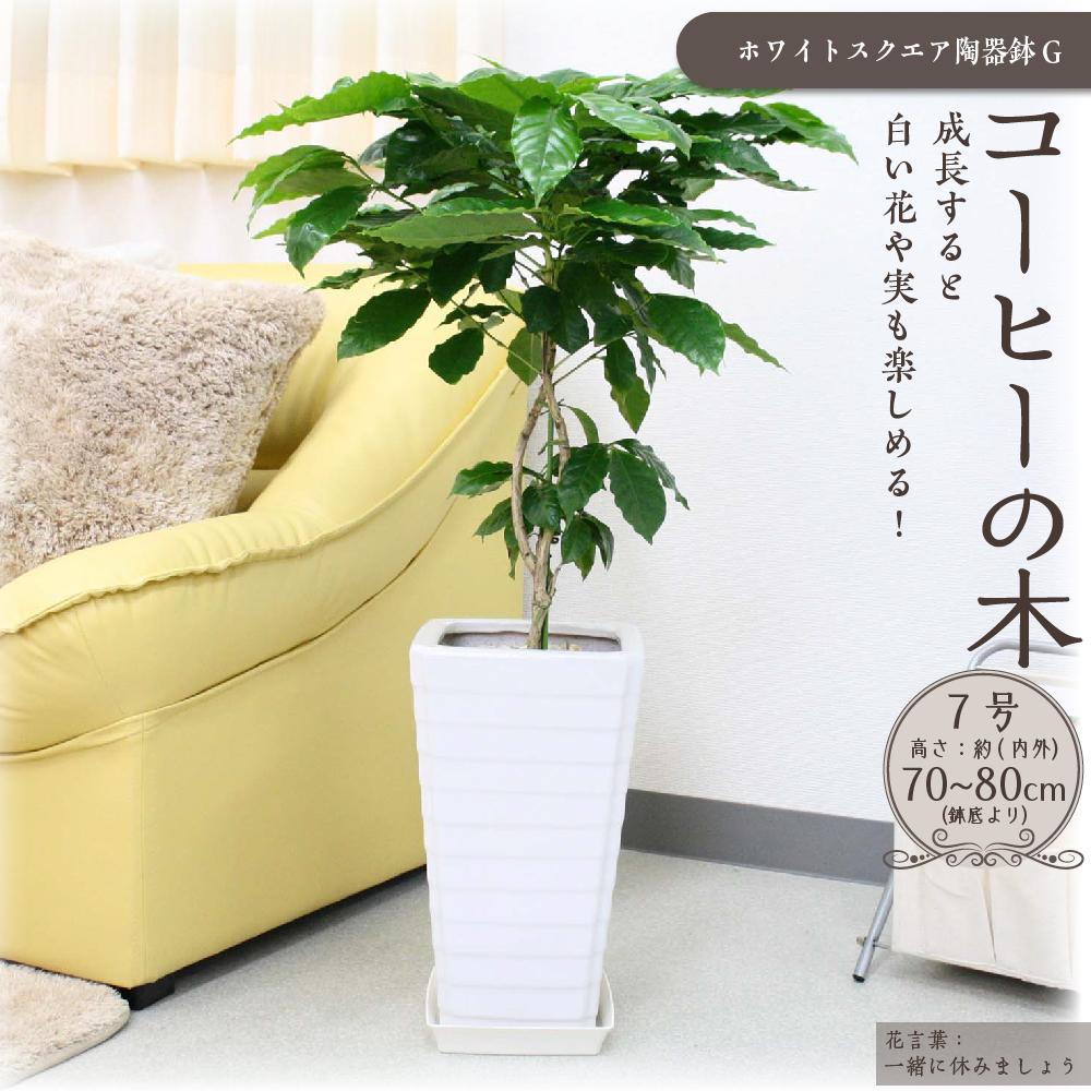 【ふるさと納税】＼2025年4月以降発送／【観葉植物】コーヒーの木 7号 ホワイトスクエア陶器G | 楽天ふるさと 納税 観葉植物 植物 グリーン 緑 インテリア 室内 リラックス マイナスイオン 自然 おしゃれ オシャレ 癒し プレゼント ギフト 鉢付 筑前町 送料無料