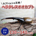 【ふるさと納税】カブトムシの王様 ヘラクレスオオカブト オス1匹130～140mm台　【 生き物 昆虫 生体 かっこいい 虫好き 昆虫好き 男の子 虫 子供 孫 プレゼント 贈り物 】