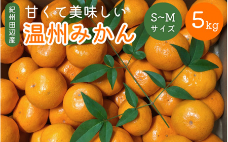 ＜先行予約＞　紀州田辺産　甘くて美味しい温州みかん5kg※箱込み（Ｓ～Ｍサイズ） ※11月中旬～12月下旬頃に順次発送予定【期間限定・12/10まで】 / 早生みかん 早生 ミカン 柑橘 フルーツ 果物 紀州産 和歌山県【kjt005-1】