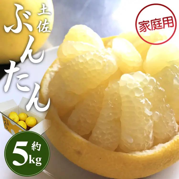 土佐文旦 5kg 家庭用 (2L～4Lサイズ) 先行予約 文旦 果物 フルーツ ms-0094