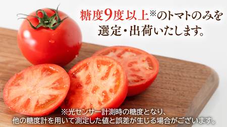【2024年2月上旬発送開始】スーパーフルーツトマト てるて姫 中箱  約1.2kg×1箱 【12〜15玉/1箱】 糖度9度以上 ブランドトマト フルーツトマト トマト とまと  [BC033sa]