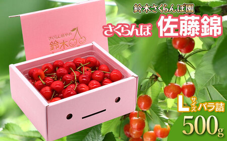 【令和7年産先行予約】 さくらんぼ 佐藤錦 バラ詰め Lサイズ 500g　山形県鶴岡産　鈴木さくらんぼ園