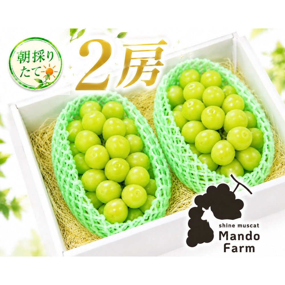 【ふるさと納税】静岡産 高糖度シャインマスカット 2房（約1kg）【配送不可地域：北海道・沖縄県・一部離島】