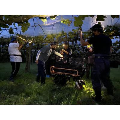 ふるさと納税 小林市 【高原のフレッシュワイン】マスカットベリーA(赤・辛口) |  | 02