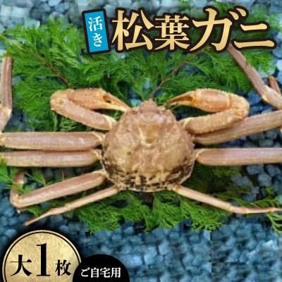 ふるさと納税 智頭町 【先行予約】【活き】ご自宅用松葉ガニ　大　1枚(800〜940g前後)　※11月中旬から順次発送