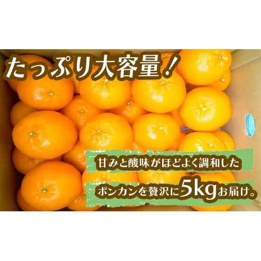 【 ぽんかん 】 ぽんかん 秀品 早期予約 5kg