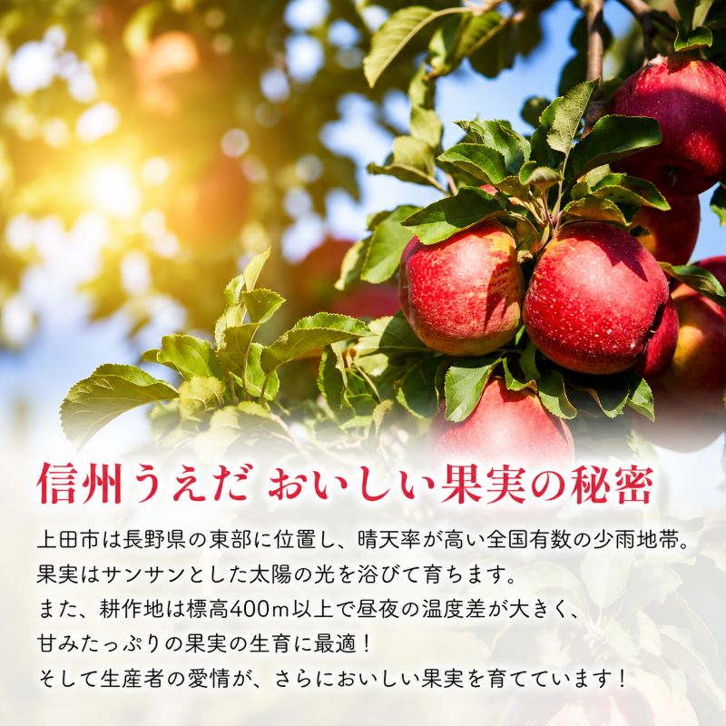 訳あり りんご JA信州うえだ 合戦りんご シナノゴールド 約10kg リンゴ 林檎 果物 くだもの フルーツ 信州 長野 離乳食 訳アリ わけあり 傷