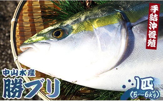 
            【先行受付】ブリ 鰤 1本 5～6kg ぶりフィレ たたき ぶりしゃぶ ブリカマ ブリ 一本 鰤 - ぶり ブリ 刺し身 カマ 切り身 ぶりしゃぶ 鰤漬け 鮮魚 海鮮 魚介類 中山水産 手結沖養殖「勝ブリ」 ny-0010
          