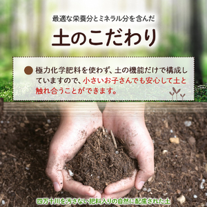 ベランダでも育てられるサラダほうれん草栽培キット／Fis-A06