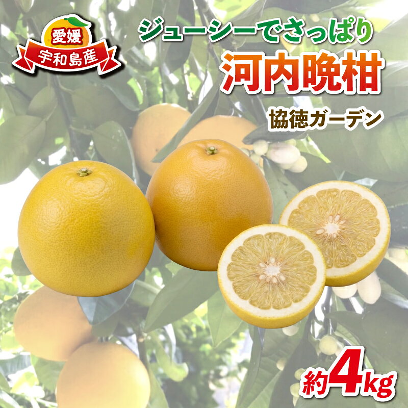【ふるさと納税】 河内晩柑 約 4kg 協徳ガーデン 晩柑 和製 グレープフルーツ 果物 くだもの フルーツ 柑橘 みかん 蜜柑 愛媛みかん 愛媛ミカン mikan 愛媛蜜柑 爽やか さわやか 産地直送 数量限定 国産 愛媛 宇和島 B012-178013
