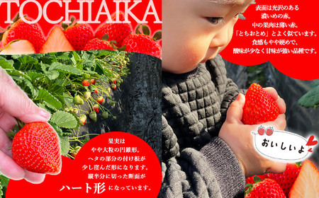 鮮度抜群！朝採れ旬の高級とちあいか 12粒又は15粒