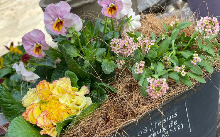 
季節のお花を植えた寄せ植え 60cm【009D-062】
