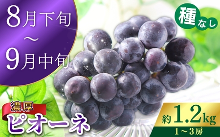 【全2回 】かつらぎ町産 フルーツ定期便（梨・ピオーネ）フルーツ王国よりお届け♪ / なし ピオーネ ぶどう 種無し たねなし フルーツ 果物 定期便 セット 和歌山 旬 甘い 先行予約【A-frks