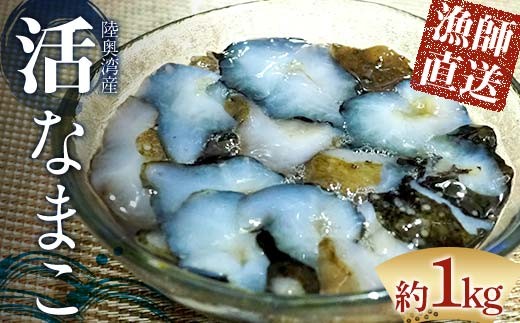 活なまこ 約1kg (6～10本) ※生食可 【琉宝丸】 漁師直送 なまこ ナマコ 海鼠 魚介 新鮮 刺身 刺し身 青森県 平内町 東北 陸奥湾 むつ湾 F21J-318