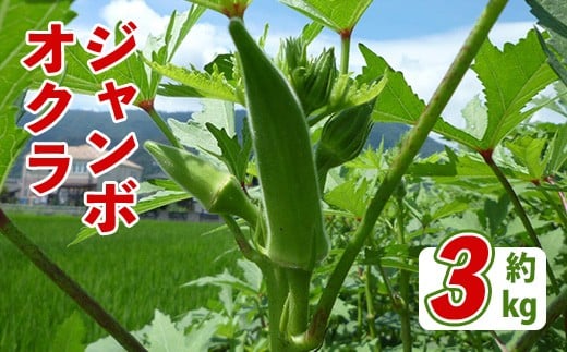 
                  ＜先行予約！2026年7月上旬以降順次発送予定＞ジャンボオクラ(約3kg)【man352】【Aglio nero】
                