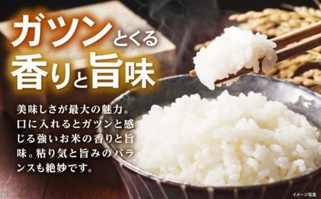 コシヒカリ10kg[AQBL003]白米白米白米白米白米