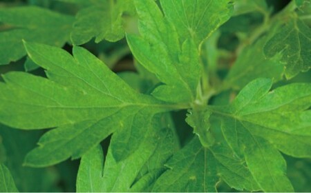 SHIRO ヨモギフェイスミスト 120ml センシティブ 北海道 愛別町