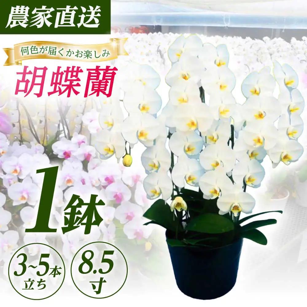 胡蝶蘭 1鉢【3~5本立ち8.5寸胡蝶蘭】 [BDAB012]