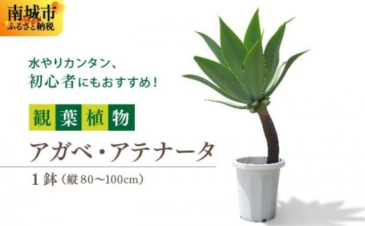 
            アガベ・アテナータ
          