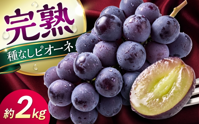 
                  【先行予約】【2026年8月下旬発送開始】熊本県産 種なしピオーネ 約2kg / ぶどう ブドウ ぴおーね 葡萄 budou grape フルーツ fruits 完熟ぶどう 果物 くだもの ぶどう 種なし 旬 ぶどう ピオーネ 熊本県 合志市【有限会社 高司農園】 [AYDP001]
                